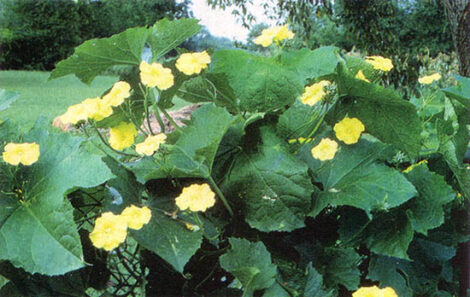Climbing Okra, an Edible Gourd Image